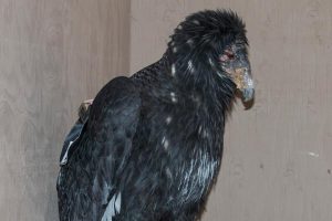Young condor in treatment