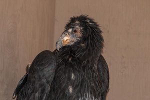 Hoping for a lead-free future